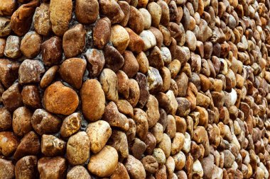 Güzel ve güçlü duvarı süslemek için düzenlenmiş büyük doğal çakıl taşları. Sarı ve kahverengi çakıl taşı duvar. Yuvarlak taş duvarın yüzey ve doku arka planı duvar kağıdı olarak kullanılacak. Bir sürü doğal taş..