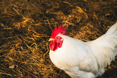 Beyaz tavuk samandan bir tarlada duruyor. Samanlıkta tahıl arayan güzel beyaz bir tavuğun portresi. Tavuk büyük kırmızı armalı beyaz tavuk yumurtluyor. Bir çiftlik avlusunda tavuk. Kümes hayvanları konsepti.