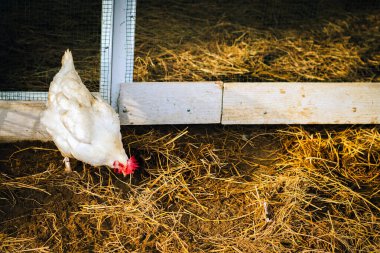 Beyaz tavuk samandan bir tarlada duruyor. Samanlıkta tahıl arayan güzel beyaz bir tavuğun portresi. Tavuk büyük kırmızı armalı beyaz tavuk yumurtluyor. Bir çiftlik avlusunda tavuk. Kümes hayvanları konsepti.