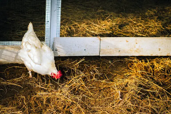 Beyaz tavuk samandan bir tarlada duruyor. Samanlıkta tahıl arayan güzel beyaz bir tavuğun portresi. Tavuk büyük kırmızı armalı beyaz tavuk yumurtluyor. Bir çiftlik avlusunda tavuk. Kümes hayvanları konsepti.
