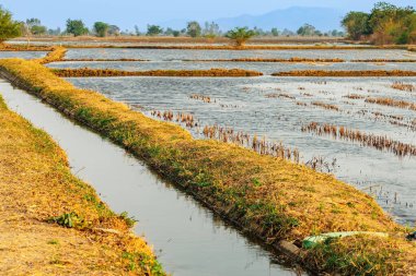 Pirinç ekimi ve sulama kanallarından önce su basmış pirinç tarlalarının güzel manzarası. Suya bulanmış pirinç tarlası manzarası. Pirinç tarlalarını sulamak için kullanılan sulama. Çeltik tarlaları boyunca uzanan sulama kanalı