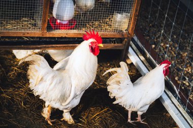 Beyaz tavuk samandan bir tarlada duruyor. Samanlıkta tahıl arayan güzel beyaz bir tavuğun portresi. Tavuk büyük kırmızı armalı beyaz tavuk yumurtluyor. Bir çiftlik avlusunda tavuk. Kümes hayvanları konsepti.