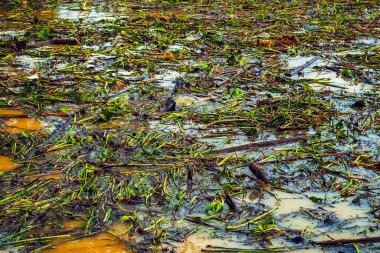 View of irrigation canal with weeds and debris flowing together with strong flowing dirty brown water due to soil and mud from forest after heavy rains and floods. La Nina crisis, Water pollution. clipart