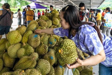 KANCHANABURI-THAILAND, 27 AĞUSTOS 2024: Lezzetli ve pahalı fiyatlı popüler bir meyve olan Durian 'ı, Büyük C Supercenter araba parkındaki pazardan daha ucuz bir fiyata halka pazarlamak