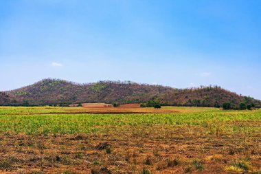 Yağmur mevsiminde dağların tepesinde büyüyen yeşil ağaçların güzel manzarası ve yazın kuraklık geçti. Ağaçların ve mevsimsel çevrenin ekolojisi. Güzel manzara doğa konsepti.