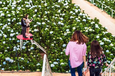 DA LAT, VİETNAM - 26 Nisan 2019: Turistler, yüzlerce çiçekli güzel ortancalarla açık hava turistleri Hydrangea Garden Dalat 'ın tüm tepelerinde çiçeklenmenin keyfini çıkarıyorlar.