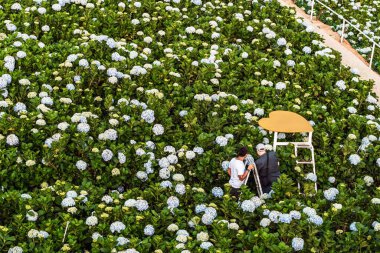 Erkek turistlerin arka manzarası, güzel çiçek açan ortancalarla Hydrangea Garden Dalat 'ın tüm tepelerinde çiçek açan yüzlerce çiçekle fotoğraf çekiyor. Erkekler bahçede güzel ortancalarla eğlenirler..