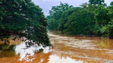 Şiddetli yağmur ve selden sonra ormandan gelen toprak ve çamur nedeniyle güçlü kirli su ile birlikte akan yabani otlar ve molozlar ile sulama kanalının görüntüsü. La Nina krizi, Su kirliliği.