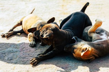 Sokakta yatan küçük it köpekler. Genç köpekler dışarıda yatıp aileleriyle oynuyorlar. Asya kahverengi ve siyah sokak köpeği. Beton zeminde annemle iyi köpek oyunları. Seçici odak.