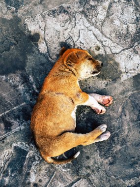 Portrait of little pet dog lying on street. Sleepy puppy waiting for owner outside, Asian brown and black street dog. Top view of young dog sleeping on concrete floor. Sleeping puppy on a street. clipart