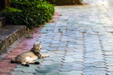 Güzel siyah ve kahverengi çizgili kedi kaldırımda yatıyor. Bahçedeki fayans zemininde dinlenen tekir kedisi. Çizgili kedi yeşil parkta rahatça yatıyor. Evsiz hayvanlar. Doğada başıboş bir kedi