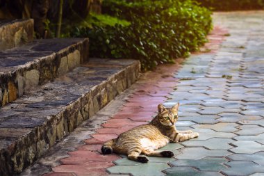 Güzel siyah ve kahverengi çizgili kedi kaldırımda yatıyor.