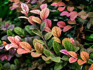 Güzel Roropitum (Loropetalum chinense) bitki yaprağı deseni. Loropetalum chinense bitkisi. Loropetalum chinense çiçekleri bahçesi (bunga pinggiran cina). Çin püsküllü çiçeği ve ip çiçeği.