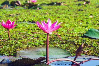 Kızıl Lotus Gölü 'nün güzel manzarası. Pembe nilüferler gölde çiçek açıyor. Tayland 'ın güzel kırmızı nilüfer denizcisi. Nilüfer gölünde güzel pembe nilüfer çiçekleri.