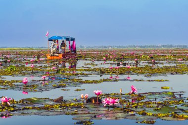 UDON THANI-THAILAND, 20 Kasım 2020: turist botu sabah güzel kırmızı nilüfer denizli pembe nilüfer gölü görmek için seyahat. Talay Bua Dang kırmızı nilüferle kaplıdır..