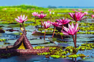 Kızıl Lotus Gölü 'nün güzel manzarası. Pembe nilüferler gölde çiçek açıyor. Tayland 'ın güzel kırmızı nilüfer denizcisi. Nilüfer gölünde güzel pembe nilüfer çiçekleri.