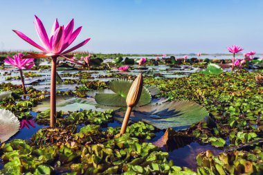 Kızıl Lotus Gölü 'nün güzel manzarası. Pembe nilüferler gölde çiçek açıyor. Tayland 'ın güzel kırmızı nilüfer denizcisi. Nilüfer gölünde güzel pembe nilüfer çiçekleri.