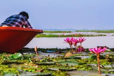 Kızıl Lotus Gölü 'nün güzel manzarası. Pembe nilüferler gölde çiçek açıyor. Tayland 'ın güzel kırmızı nilüfer denizcisi. Nilüfer gölünde güzel pembe nilüfer çiçekleri.