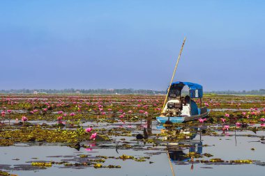 UDON THANI-THAILAND, 20 Kasım 2020: turist botu sabah güzel kırmızı nilüfer denizli pembe nilüfer gölü görmek için seyahat. Talay Bua Dang kırmızı nilüferle kaplıdır..