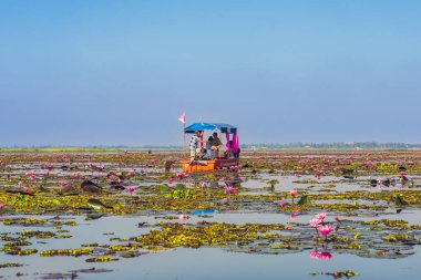 UDON THANI-THAILAND, 20 Kasım 2020: turist botu sabah güzel kırmızı nilüfer denizli pembe nilüfer gölü görmek için seyahat. Talay Bua Dang kırmızı nilüferle kaplıdır..