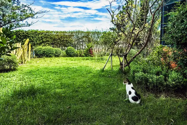 Doğadaki siyah beyaz kedi. Evcil hayvan ve kedi bahçedeki çimlerde ya da parkta dinleniyor. Sevimli, sevimli ve küçük kedi yavrusu hayvan ya da kırsal alanda güneş ışığında dinlenen hayvan..