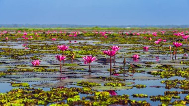 Kızıl Lotus Gölü 'nün güzel manzarası. Pembe nilüferler gölde çiçek açıyor. Tayland 'ın güzel kırmızı nilüfer denizcisi. Nilüfer gölünde güzel pembe nilüfer çiçekleri.