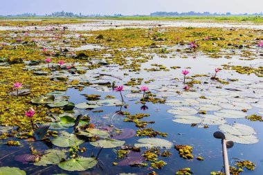 Kızıl Lotus Gölü 'nün güzel manzaralı uzun kuyruk teknesinin pervaneleri. Uzun kuyruk teknesinin pervanesini ve gölde açan pembe nilüferlerin manzarasını siktir et..