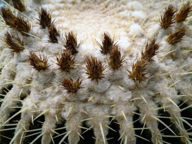 Altın fıçı kaktüsünün (Echinocactus grusonii) dikenleri ve dikenleri olan üst kısmı. Güzel Altın Fıçı kafa kaktüsünü kapatın. Uzun dikenli altın top kaktüsü şeklinde güzel bir küre. Dikenli kaktüs