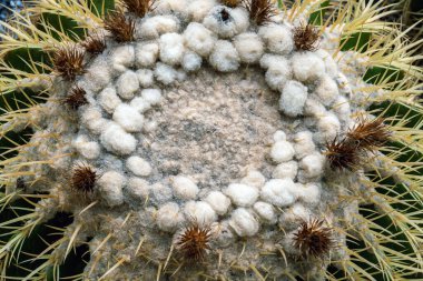 Altın fıçı kaktüsünün (Echinocactus grusonii) dikenleri ve dikenleri olan üst kısmı. Güzel Altın Fıçı kafa kaktüsünü kapatın. Uzun dikenli altın top kaktüsü şeklinde güzel bir küre. Dikenli kaktüs