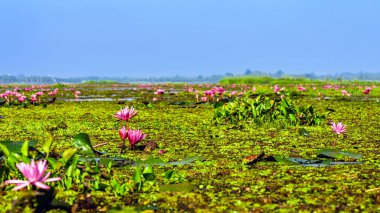 Kızıl Lotus Gölü 'nün güzel manzarası. Pembe nilüferler gölde çiçek açıyor. Tayland 'ın güzel kırmızı nilüfer denizcisi. Nilüfer gölünde güzel pembe nilüfer çiçekleri.