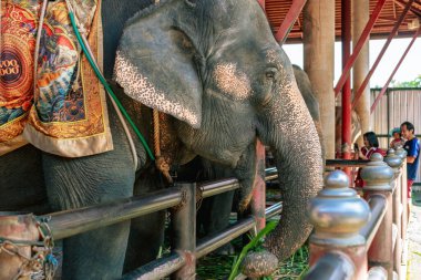 30 Aralık 2018: Güzel Asya filleri, Nong Nooch Tropik Botanik Bahçesi 'ndeki fil barınağında zincirli olarak fil yaprakları yiyen Asya filleri veya çimen yemekten hoşlanırlar. Hayvan yemek..