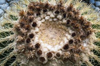 Altın fıçı kaktüsünün (Echinocactus grusonii) dikenleri ve dikenleri olan üst kısmı. Güzel Altın Fıçı kafa kaktüsünü kapatın. Uzun dikenli altın top kaktüsü şeklinde güzel bir küre. Dikenli kaktüs