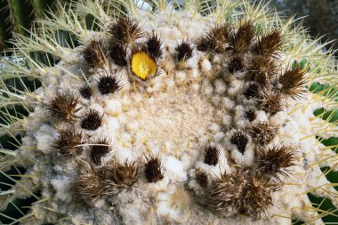 Altın fıçı kaktüsünün (Echinocactus grusonii) dikenleri ve dikenleri olan üst kısmı. Güzel Altın Fıçı kafa kaktüsünü kapatın. Uzun dikenli altın top kaktüsü şeklinde güzel bir küre. Dikenli kaktüs