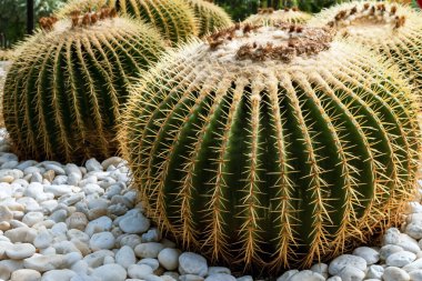 Altın fıçı kaktüsünün (Echinocactus grusonii) dikenleri ve dikenleri olan üst kısmı. Güzel Altın Fıçı kafa kaktüsünü kapatın. Uzun dikenli altın top kaktüsü şeklinde güzel bir küre. Dikenli kaktüs