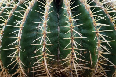Altın fıçı kaktüsünün (Echinocactus grusonii) dikenleri ve dikenleri olan üst kısmı. Güzel Altın Fıçı kafa kaktüsünü kapatın. Uzun dikenli altın top kaktüsü şeklinde güzel bir küre. Dikenli kaktüs