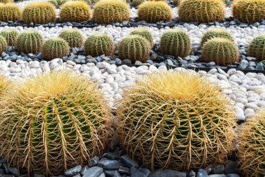 Altın fıçı kaktüsünün (Echinocactus grusonii) dikenleri ve dikenleri olan üst kısmı. Güzel Altın Fıçı kafa kaktüsünü kapatın. Uzun dikenli altın top kaktüsü şeklinde güzel bir küre. Dikenli kaktüs