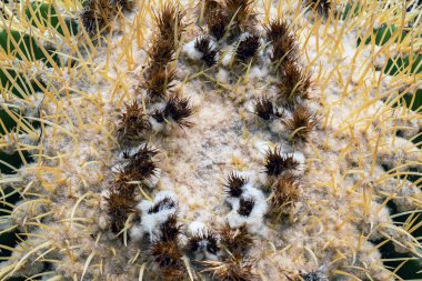 Altın fıçı kaktüsünün (Echinocactus grusonii) dikenleri ve dikenleri olan üst kısmı. Güzel Altın Fıçı kafa kaktüsünü kapatın. Uzun dikenli altın top kaktüsü şeklinde güzel bir küre. Dikenli kaktüs