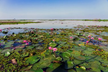 Kızıl Lotus Gölü 'nün güzel manzarası. Pembe nilüferler gölde çiçek açıyor. Tayland 'ın güzel kırmızı nilüfer denizcisi. Nilüfer gölünde güzel pembe nilüfer çiçekleri.