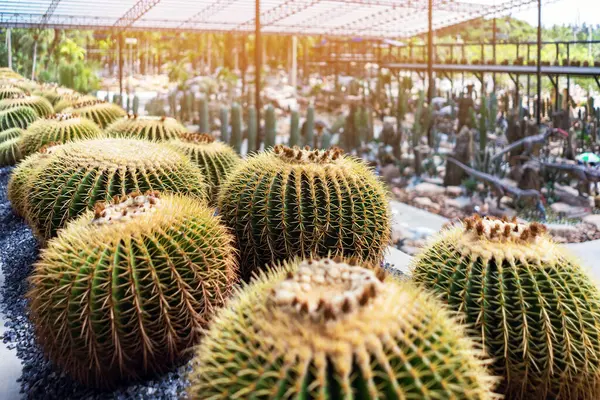 Altın fıçı kaktüsünün (Echinocactus grusonii) dikenleri ve dikenleri olan üst kısmı. Güzel Altın Fıçı kafa kaktüsünü kapatın. Uzun dikenli altın top kaktüsü şeklinde güzel bir küre. Dikenli kaktüs