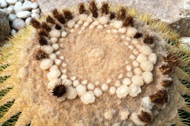 Altın fıçı kaktüsünün (Echinocactus grusonii) dikenleri ve dikenleri olan üst kısmı. Güzel Altın Fıçı kafa kaktüsünü kapatın. Uzun dikenli altın top kaktüsü şeklinde güzel bir küre. Dikenli kaktüs