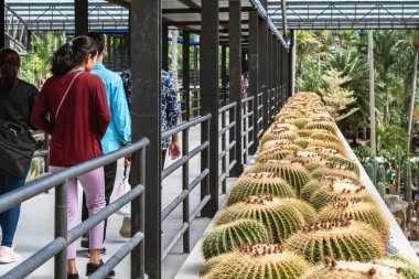 Mutlu turistler Kaktüs Çiftliği 'nin terasına dikilmiş altın varil kaktüsleri (Echinocactus grusonii) veya altın top kaktüsleri arasında gezinirler. Tarım Botanik Bahçesi Turizmi.