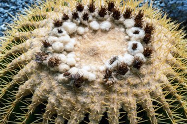 Altın fıçı kaktüsünün (Echinocactus grusonii) dikenleri ve dikenleri olan üst kısmı. Güzel Altın Fıçı kafa kaktüsünü kapatın. Uzun dikenli altın top kaktüsü şeklinde güzel bir küre. Dikenli kaktüs