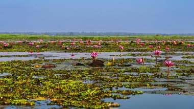 Kızıl Lotus Gölü 'nün güzel manzarası. Pembe nilüferler gölde çiçek açıyor. Tayland 'ın güzel kırmızı nilüfer denizcisi. Nilüfer gölünde güzel pembe nilüfer çiçekleri.