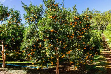 Portakal ağaçları ya da portakallarla kaplı turunçgiller. Mandalina ağacı ya da mandalina tamamen olgun meyvelerle kaplıdır. Olgun portakallar mandallı bahçede bir dalda asılı. Meyve bahçesindeki büyük hasat.
