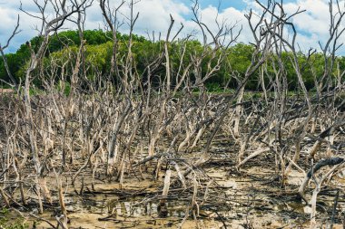 Doğal afetlerin ve çevresel sorunların ölü ağaç kütüğü etkisi. Mangrove Ormanı ve sahil şeridi aşınma durumu. Mangrov ağacının pervane kökleri veya mangrov ormanındaki Rhizophora Apiculata.
