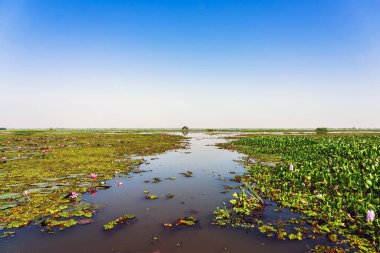Kızıl Lotus Gölü 'nün güzel manzarası. Pembe nilüferler gölde çiçek açıyor. Tayland 'ın güzel kırmızı nilüfer denizcisi. Nilüfer gölünde güzel pembe nilüfer çiçekleri.
