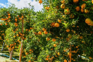 Portakal ağaçları ya da portakallarla kaplı turunçgiller. Mandalina ağacı ya da mandalina tamamen olgun meyvelerle kaplıdır. Olgun portakallar mandallı bahçede bir dalda asılı. Meyve bahçesindeki büyük hasat.