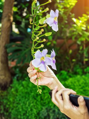 Kadının elleri mor Thunbergia görkemli çiçeklerini kontrol ediyor. Yaygın isimler arasında Bengal saat sarmaşığı, Bengal trompeti, Mavi gökçiçeği, Mavi tanga, Mavi trompet sarmaşığı, Saat sarmaşığı, Gökçiçeği, Skyvine.