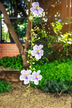 Bahçedeki güzel mor Thunbergia görkemli çiçekleri. Yaygın isimler arasında Bengal saat sarmaşığı, Bengal trompeti, Mavi gökçiçeği, Mavi tanga, Mavi trompet sarmaşığı, Saat sarmaşığı, Gökçiçeği, Skyvine.