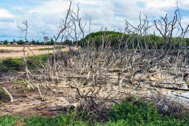 Doğal afetlerin ve çevresel sorunların ölü ağaç kütüğü etkisi. Mangrove Ormanı ve sahil şeridi aşınma durumu. Mangrov ağacının pervane kökleri veya mangrov ormanındaki Rhizophora Apiculata.